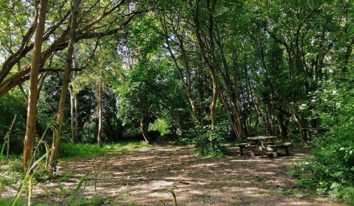 Bristol Camping woodland tent camping